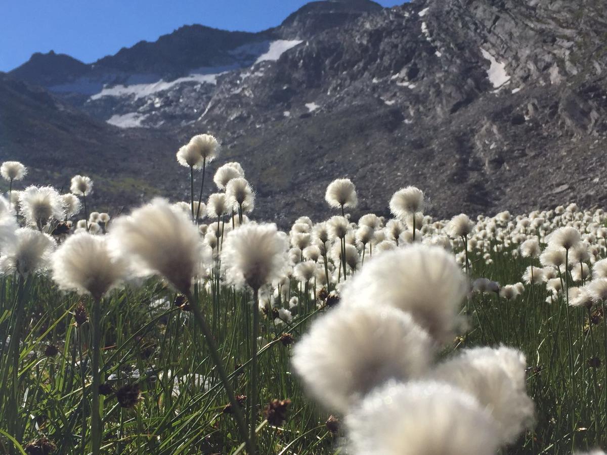 Ferienhaus Alea Saas-Grund Dış mekan fotoğraf